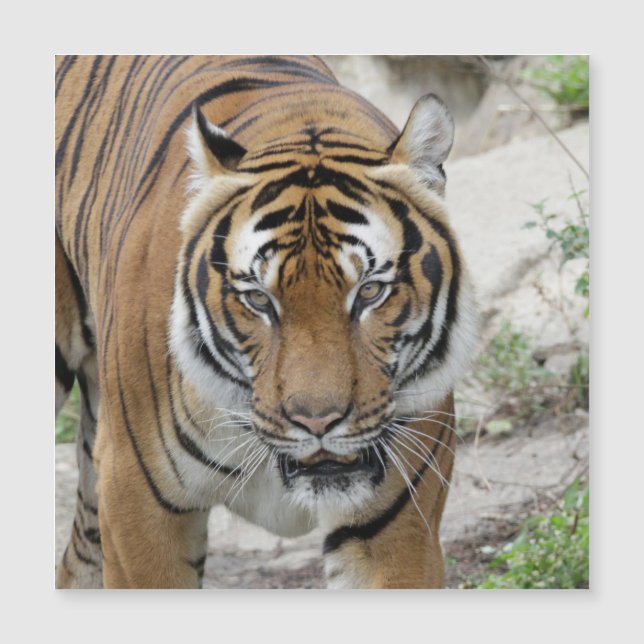 Tiger_001 (Front)
