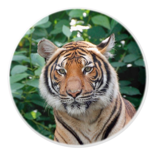 Tiger 001 ceramic knob (Front)