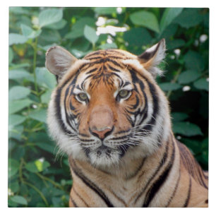 Tiger 001 ceramic tile
