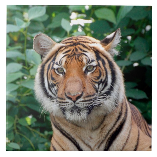 Tiger 001 ceramic tile (Front)