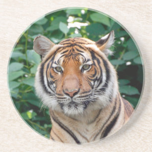 Tiger 001 coaster