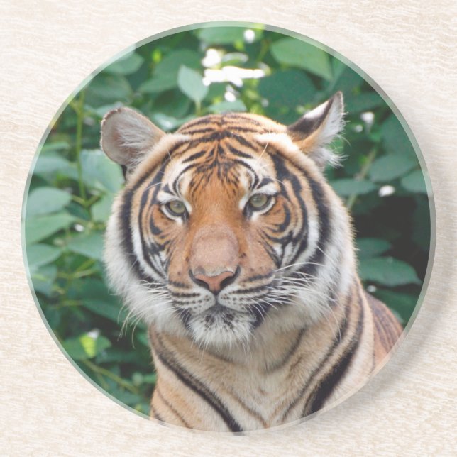 Tiger 001 coaster (Front)