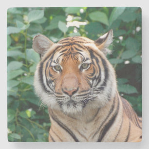 Tiger 001 stone coaster