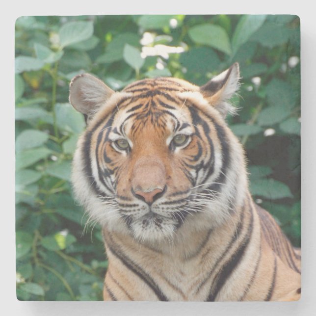 Tiger 001 stone coaster (Front)