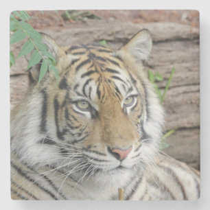 Tiger_002 Stone Coaster