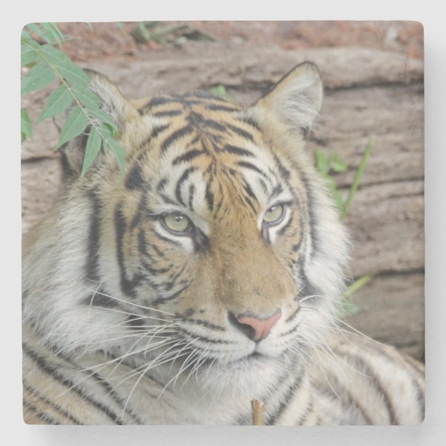 Tiger_002 Stone Coaster (Front)