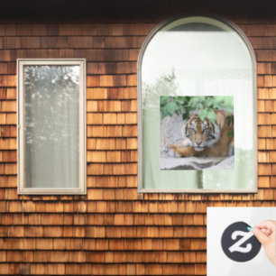 Tiger 008
