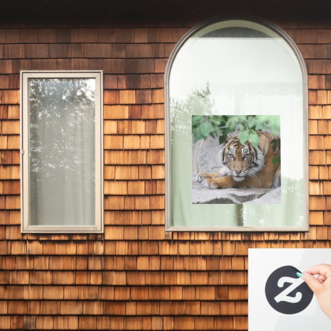 Tiger 008 (Home Window)