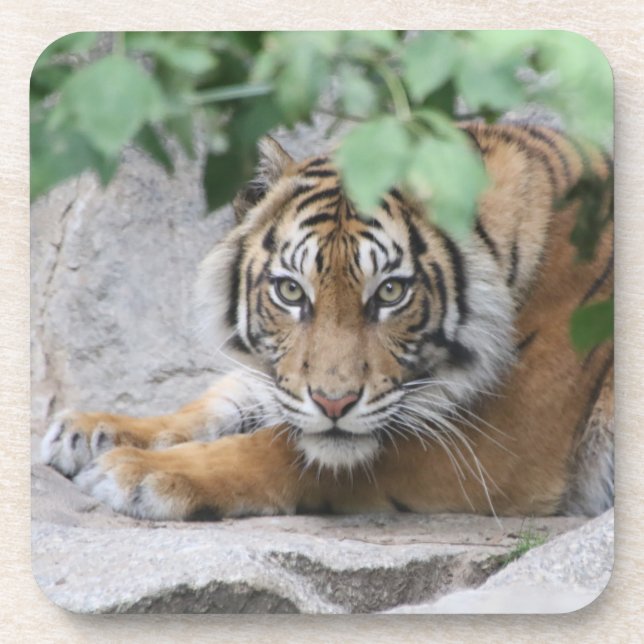 Tiger 008 coaster (Front)