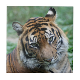 Tiger 012 ceramic tile