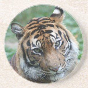 Tiger 012 coaster