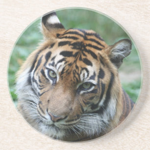 Tiger 013 coaster