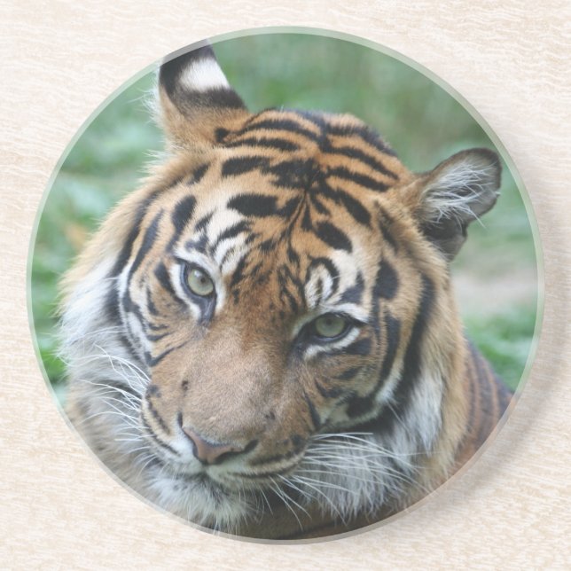 Tiger 013 coaster (Front)