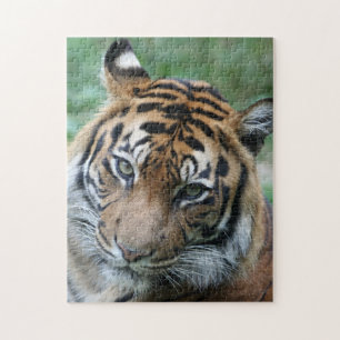 Tiger 013 jigsaw puzzle