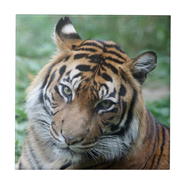 Tiger 013 tile (Front)
