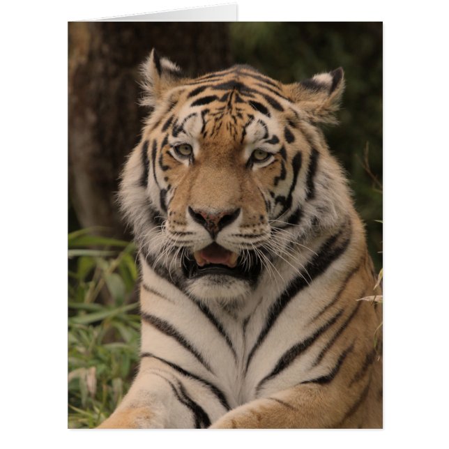 Tiger 0215 (Front)