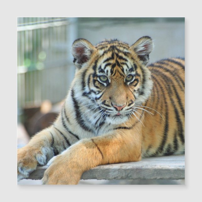Tiger 034 (Front)