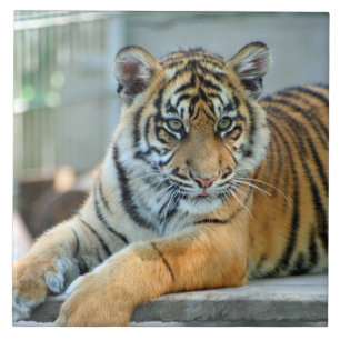Tiger 034 ceramic tile
