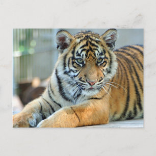 Tiger 034 postcard