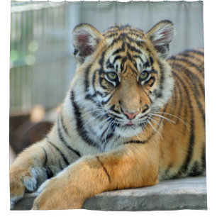 Tiger 034 shower curtain