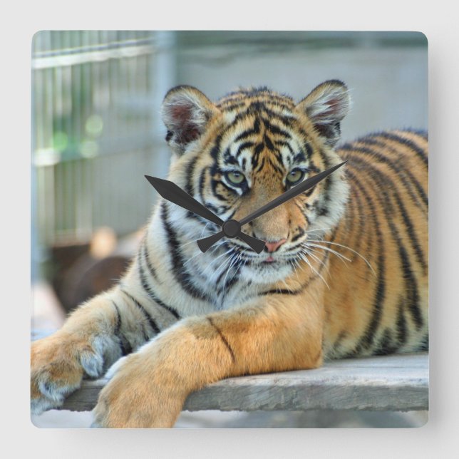 Tiger 034 square wall clock (Front)