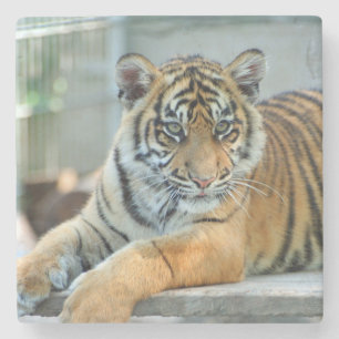 Tiger 034 stone coaster