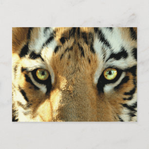 Tiger 1 - Postcard