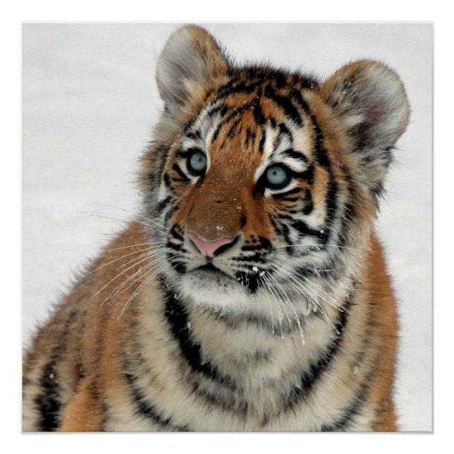 Tiger_2015_0108 Poster (Front)