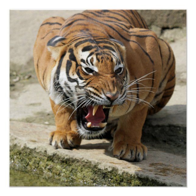 Tiger_2015_0156 Poster (Front)