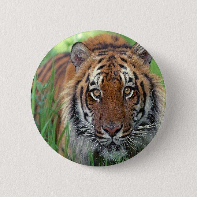 Tiger 6 Cm Round Badge (Front)