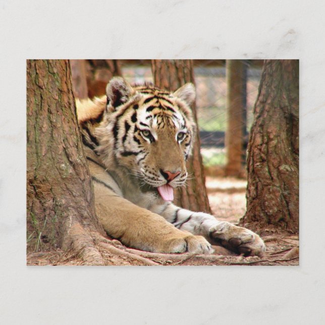 Tiger after a hard day postcard (Front)