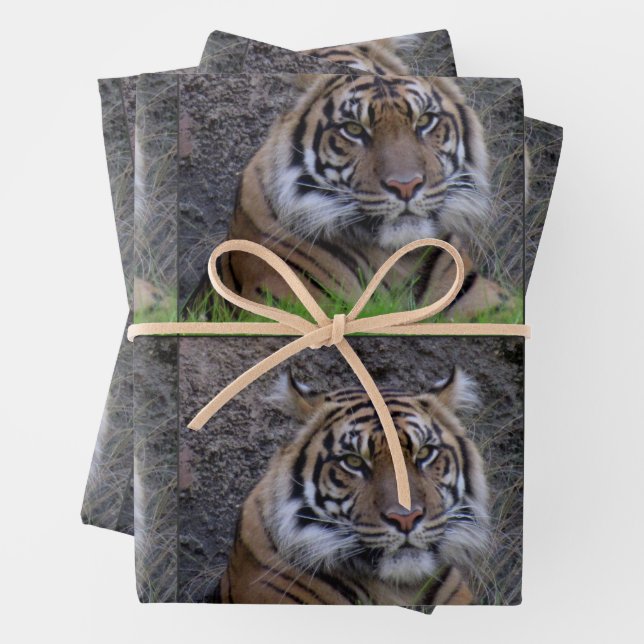 Tiger  - All Occasion Wrapping Paper Sheets (In situ)