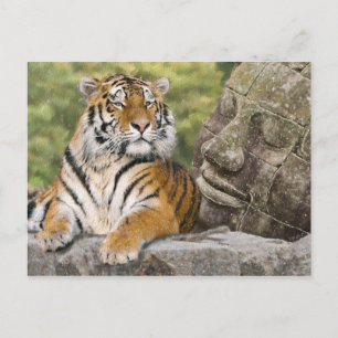 Tiger and Buddhist Temple Postcard
