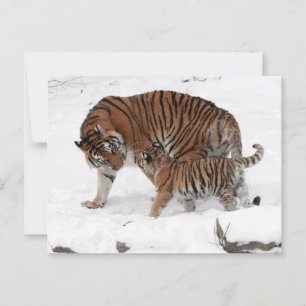 Tiger and Cub in the Snow Postcard