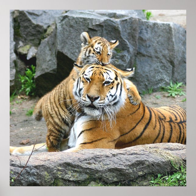 Tiger And Cub Love Poster (Front)