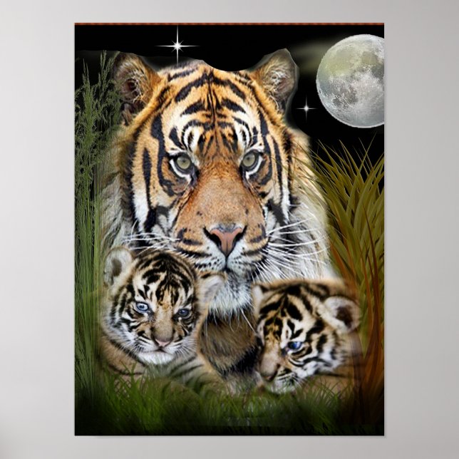 Tiger  and cubs posters (Front)