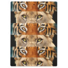 Tiger and Lion eyes Photo