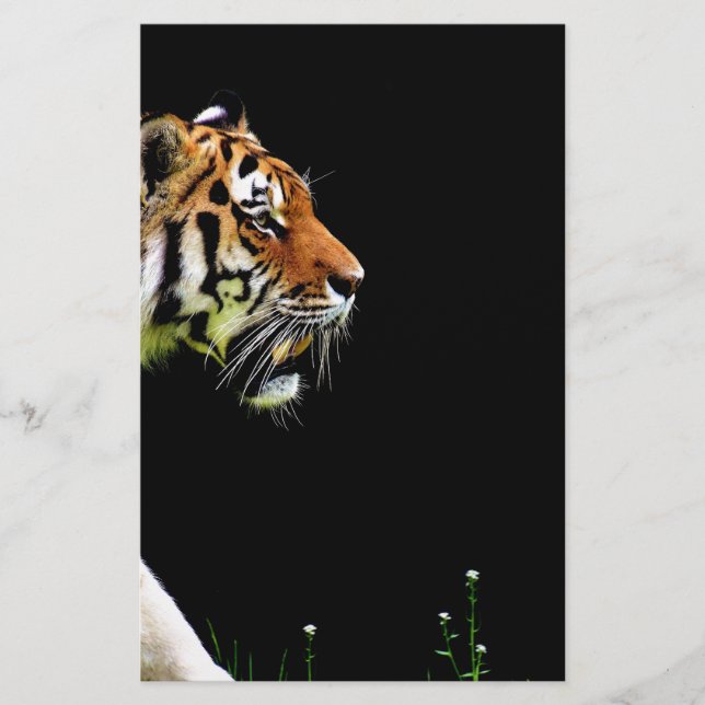 Tiger Approaching - Wild Animal Artwork (Front)