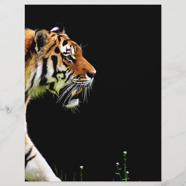Tiger Approaching - Wild Animal Artwork (Front)