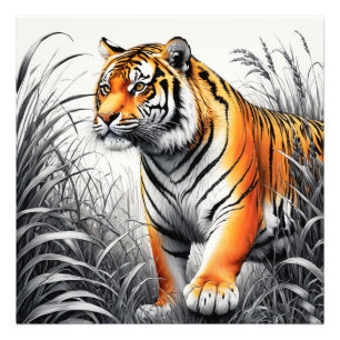 Tiger Art Colour Partial Black White Drawing Photo Print