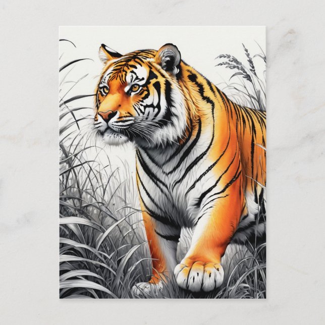 Tiger Art Colour Partial Black White Drawing Postcard (Front)