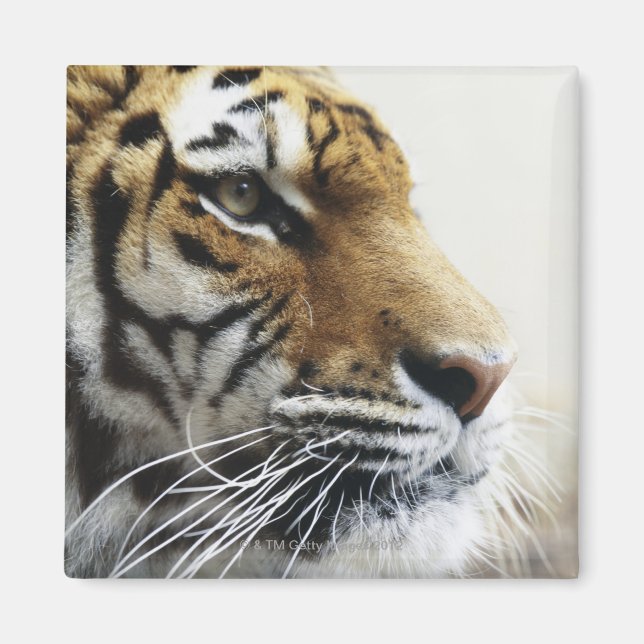 Tiger. Asahiyama Zoo, Hokkaido, Japan Magnet (Front)