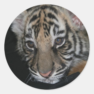 Tiger Baby Classic Round Sticker