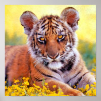 Tiger Baby Cub