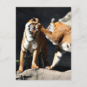 Tiger Bash Postcard