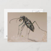 Tiger Beetle, Cicindela ocellata, adult on sand, Postcard (Front/Back)