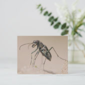 Tiger Beetle, Cicindela ocellata, adult on sand, Postcard (Standing Front)
