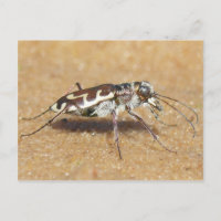 Tiger Beetle Postcard.