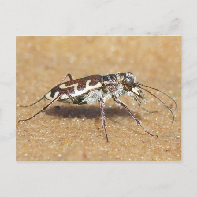 Tiger Beetle Postcard. Postcard (Front)
