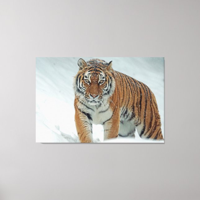 Tiger Canvas Print (Front)